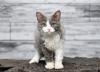 Selkirk Rex em pé