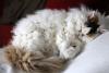 Selkirk Rex deitado dormindo