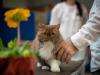 Selkirk Rex em veterinário 