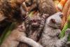 Selkirk Rex filhotes dormindo