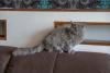 Selkirk Rex em cima de sofá 