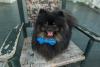 spitz alemão preto com lacinho azul no pescoço em cima de cadeira
