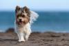 Biewer Terrier com os pelos voando na praia