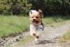 Biewer Terrier correndo ao ar livre