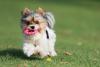 Biewer Terrier filhote brincando com brinquedo