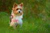  Biewer Terrier de coleira ao ar livre
