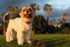 Biewer Terrier em pé ao ar livre