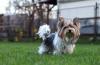 Biewer Terrier peludo ao ar livre