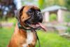 rosto de cachorro boxer