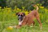 Cachorro Boxer brincando ao ar livre