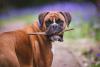 cachorro boxer com galho na boca