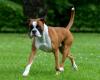cachorro boxer ao ar livre