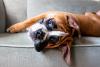 cachorro boxer deitado no sofá