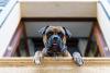 cachorro boxer olhando pela janela de casa