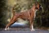 cachorro boxer de perfil