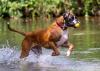 cachorro boxer brincando no lago