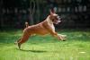 cachorro boxer correndo ao ar livre