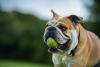 Buldogue Inglês com bola de tênis na boca