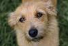 rosto de um cachorro vira lata fiapo de manga