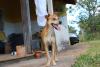 cachorro vira lata caramelo em quintal de casa