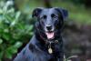 cachorro vira lata preto ao ar livre