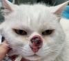 cabeça de gato com feridas provocadas por câncer de pele