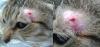 feridas de câncer de pele em gatos no rosto de felino