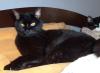 gato preto com câncer no olho