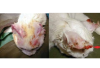 cabeça de gato com feridas provocadas por câncer de pele