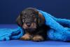 dachshund filhote de pelo duro enrolado na coberta azul