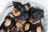 três dachshund filhotes pretos de pelo duro