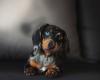 dachshund filhote preto com heterocromia