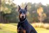 Doberman de orelha cortada ao ar livre