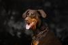 Doberman marrom sentado