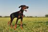Doberman em pé ao ar livre
