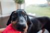 Doberman brincando com pelúcia