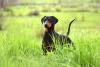 Doberman de pé ao ar livre