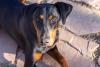 Doberman deitado ao ar livre