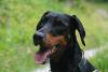 rosto de Doberman ao ar livre