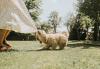 Filhote de cachorro brincando com vestido de mulher