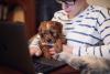 filhote de cachorro no colo do tutor
