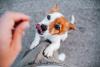 Filhote de cachorro da raça Jack Russel