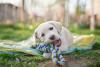 filhote de cachorro da raça Labrador brincando na grama