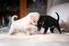 dois filhotes de cachorro brincando