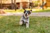 Filhote de cachorro da raça Boiadeiro-Australiano ao ar livre