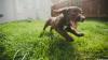 filhote de cachorro correndo