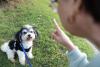 filhote de cachorro olhando para comando de humano
