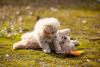 filhotes de cachorro brincando