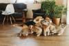 filhotes de cachorro com a mãe
