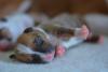 filhote de cachorro recém nascido de olhos fechados